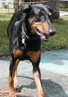 Sassy the Dobie