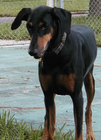 Sassy the Dobie
