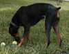 Sassy the Dobie