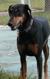 Sassy the Dobie