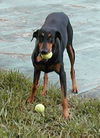 Sassy the Dobie