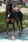 Sassy the Dobie