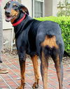 Sassy the Dobie