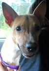 Zookie the Basenji-Terrier