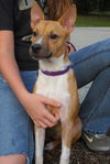 Zookie the Basenji-Terrier