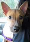 Zookie the Basenji-Terrier
