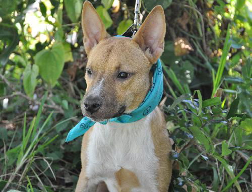 Zookie the Basenji-Terrier