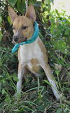 Zookie the Basenji-Terrier