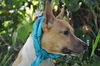 Zookie the Basenji-Terrier