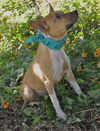 Zookie the Basenji-Terrier
