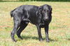 Vance the Fluffy Lab