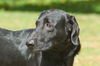 Vance the Fluffy Lab