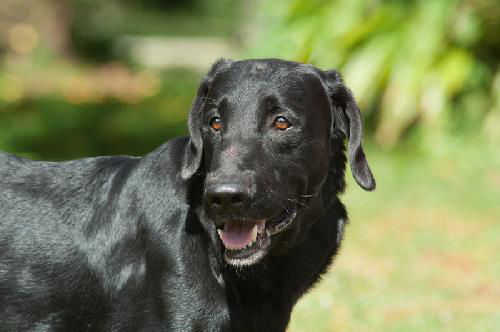 Vance the Fluffy Lab