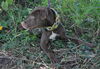 Zoot the Chocolate Boy