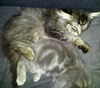 Fizgig the Maine Coon Kitten
