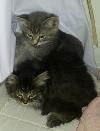 Fizgig the Maine Coon Kitten