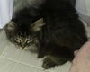 Fizgig the Maine Coon Kitten