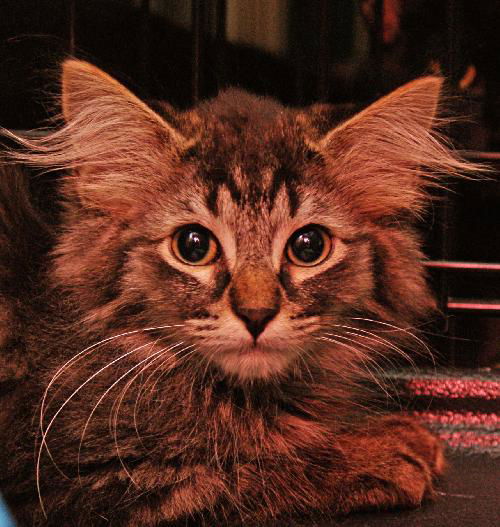 Fizgig the Maine Coon Kitten