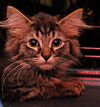 Fizgig the Maine Coon Kitten