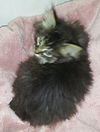 Fizgig the Maine Coon Kitten