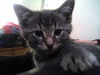 Ruben the Maine Coon Kitten