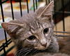 Ruben the Maine Coon Kitten