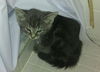 Ruben the Maine Coon Kitten