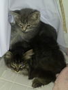 Ruben the Maine Coon Kitten