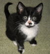 Mistoffelees the Cutie Pie Kitten