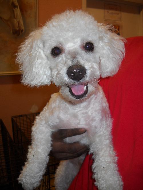 Scruffy the Malti-Poo