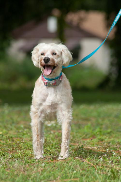 Bailey the Schnoodle