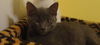 Shadow the Kitten