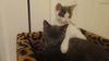 Sassy the Kitten