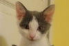 Sassy the Kitten