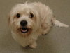 Marshmallow the Cockapoo