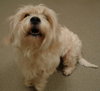 Marshmallow the Cockapoo