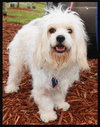 Marshmallow the Cockapoo