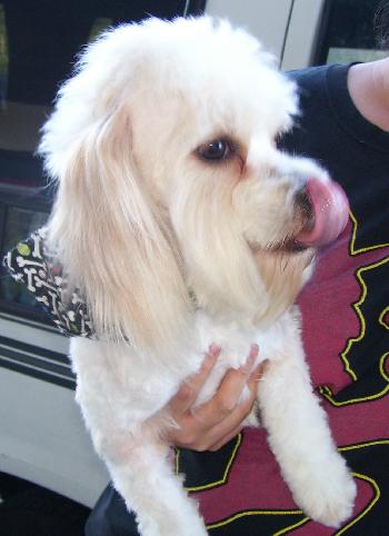 Marshmallow the Cockapoo