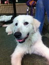 Sandi the Great Pyrenees Puppy