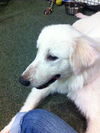 Sandi the Great Pyrenees Puppy
