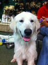 Sandi the Great Pyrenees Puppy