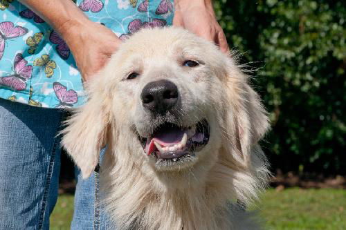 Sandi the Great Pyrenees Puppy