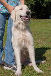 Sandi the Great Pyrenees Puppy
