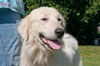 Sandi the Great Pyrenees Puppy