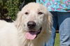 Sandi the Great Pyrenees Puppy
