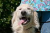 Sandi the Great Pyrenees Puppy