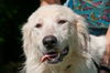 Sandi the Great Pyrenees Puppy