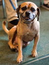 Ernie the Puggle