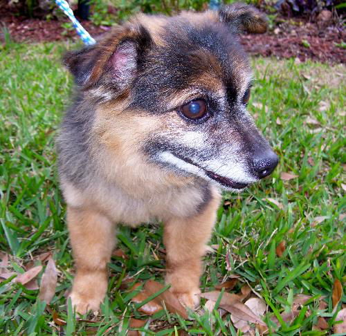 Abby Esther the Pom-Chi