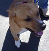Trey the Three-Legged Dog